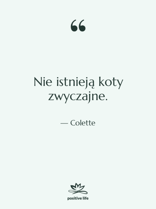 Cytat: Colette - Nie istnieją koty zwyczajne.